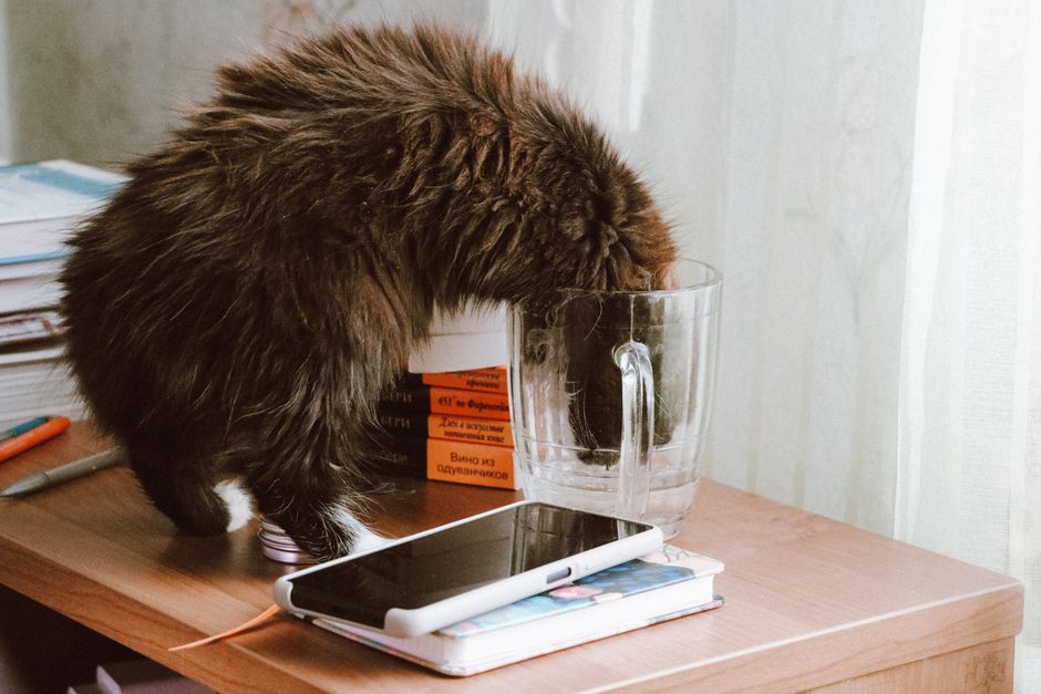 Fluffy cat drinking water from a large glass mug on a cluttered desk