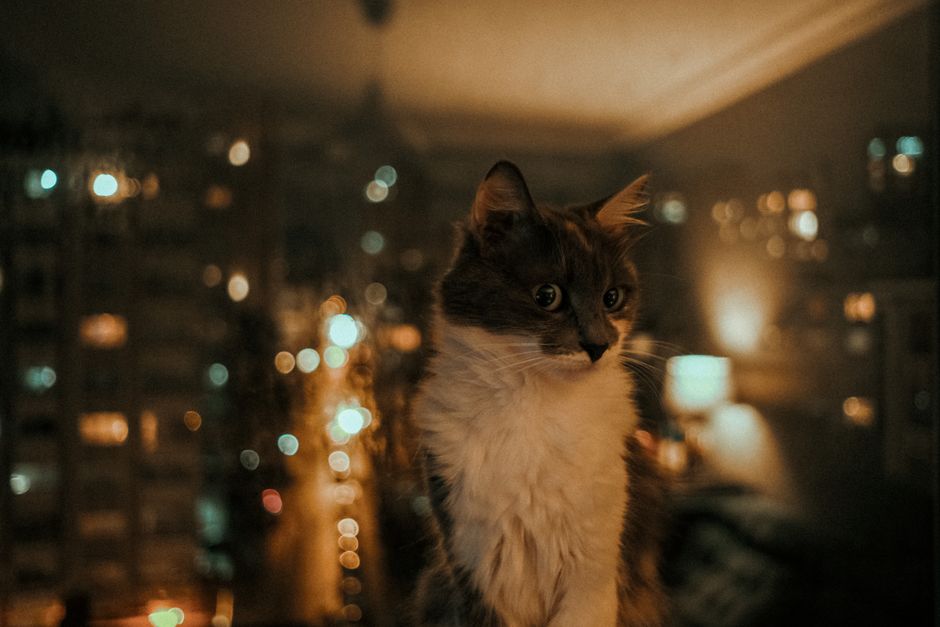 Gray and white cat sitting indoors at night, with blurred city lights glowing through the window behind her