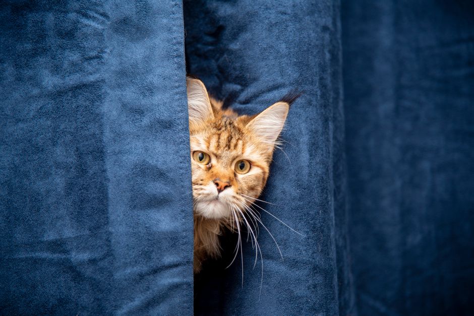 Ginger tabby cat peeking out from between two blue curtains, half of its face showing