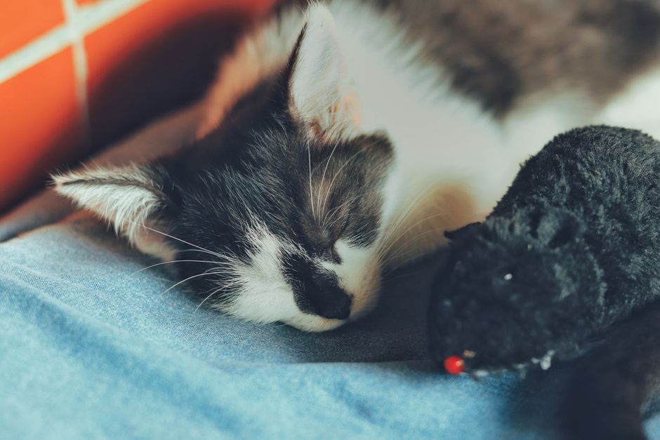 Gray-and-white kitten asleep on a blue blanket, its face beside a fuzzy black toy mouse with a red nose