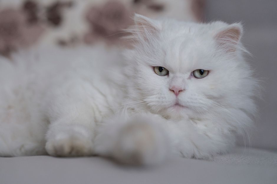 White long-haired Persian cat with a flat face lying on a light gray couch, looking at the camera