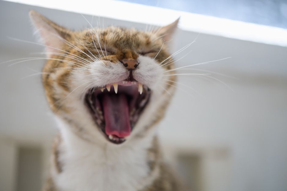 Brown tabby cat mid-yawn with eyes closed, showing its teeth, gums and tongue