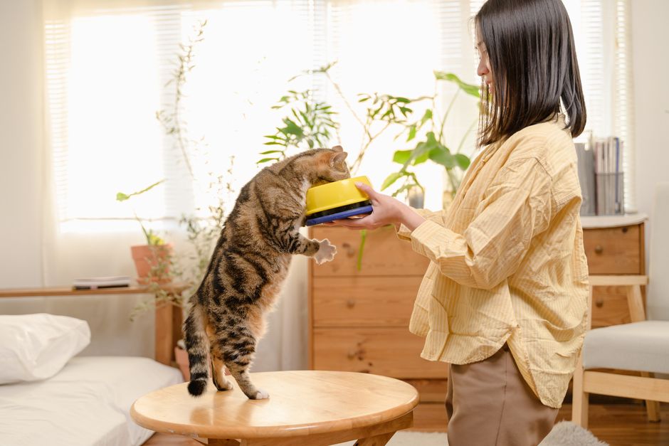 Tabby cat standing on its hind legs on a small wooden table, head in a yellow food bowl that a woman holds out in a sunny room