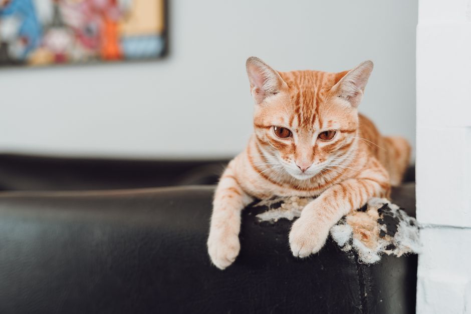 Orange tabby cat resting its front paws on the arm of a black leather couch, torn stuffing poking out beside it
