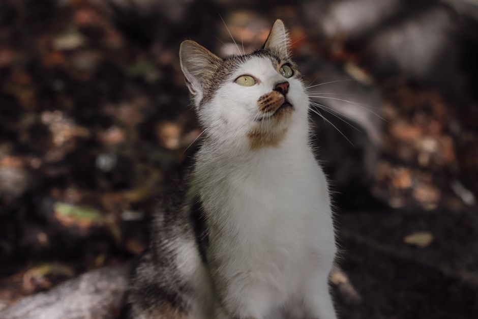 Close-up of a white and gray cat looking upward in natural sunlight