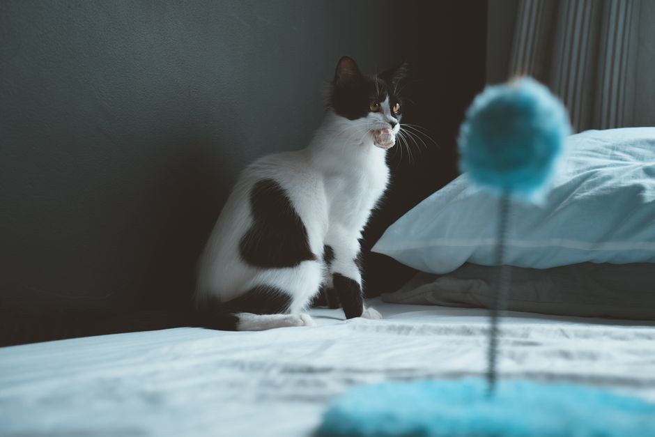 Black-and-white cat sitting on a bed in a dim bedroom with its mouth open, a blue pom-pom toy on a spring blurred in front