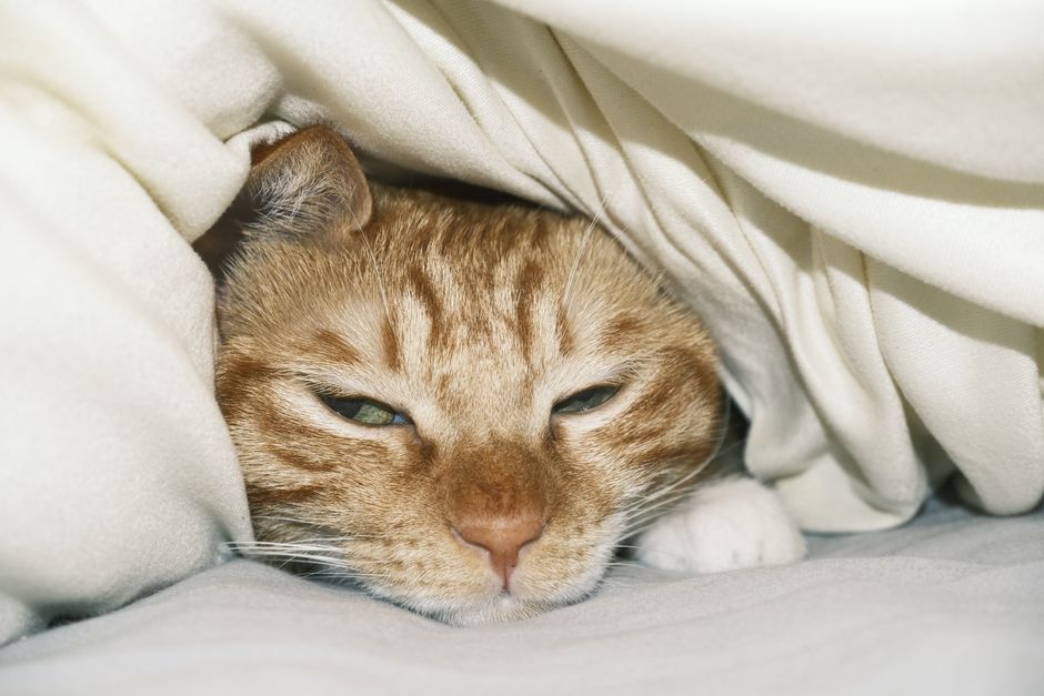 Sleepy orange tabby cat peeking out from under a white blanket, eyes half open