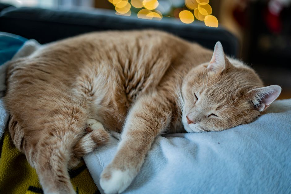 Ginger cat asleep on a pale blue blanket, with blurred golden holiday lights in the background