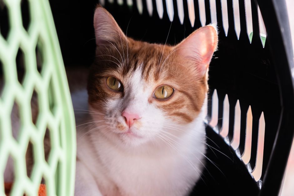 Orange and white cat lying inside a plastic pet carrier with slatted sides, looking out at the camera
