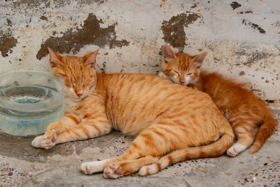 Two ginger tabby cats asleep side by side next to a clear glass water bowl