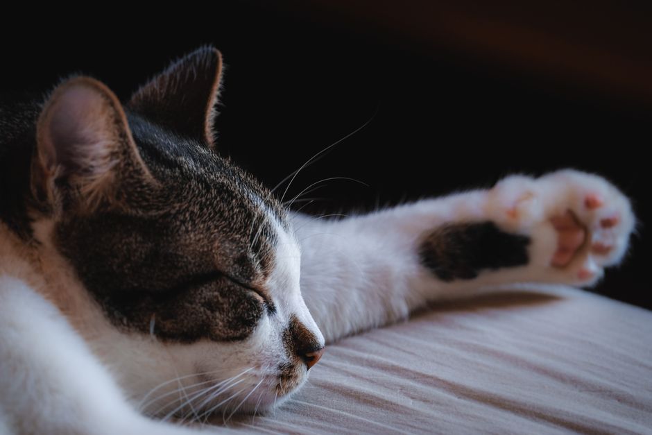 Tabby and white cat asleep with its eyes closed, one white front paw stretched out and its pink toe pads showing
