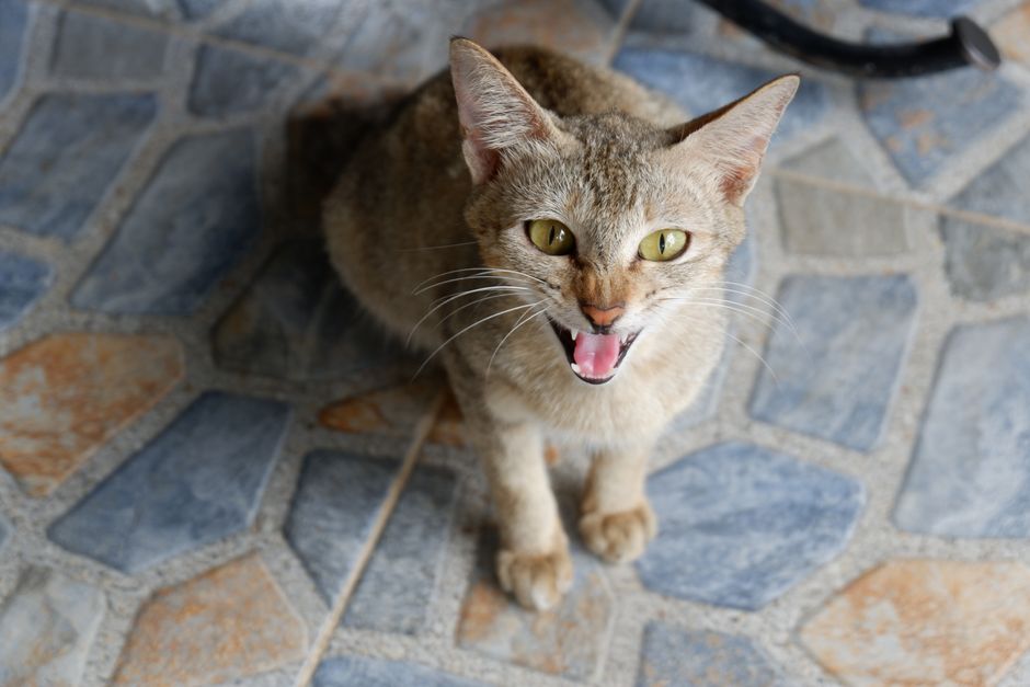 Tabby cat hissing with its mouth open, sitting on a tiled floor, seen from above