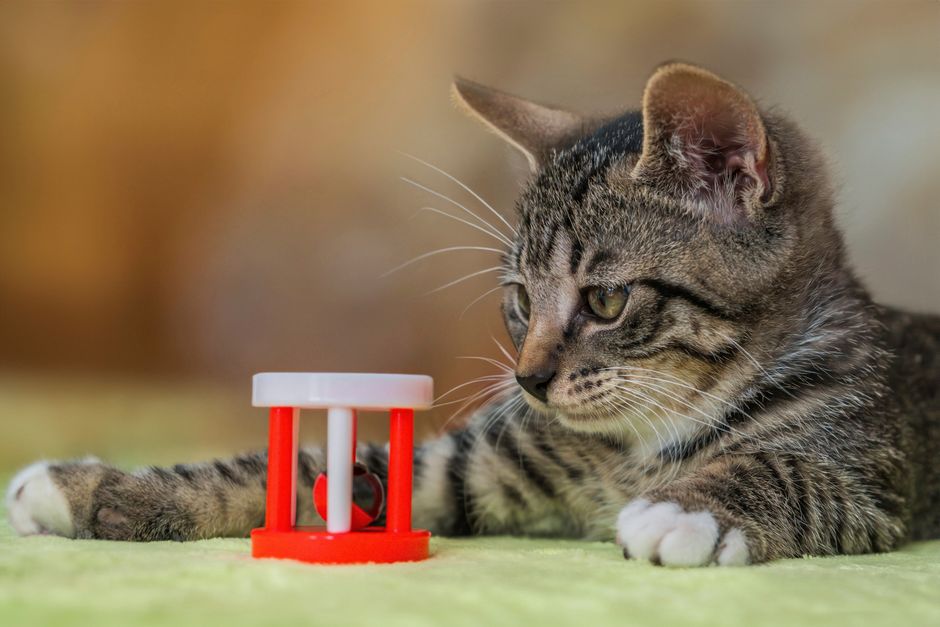 Tabby kitten lying on a green blanket, eyeing a small red and white rattle toy beside its paw