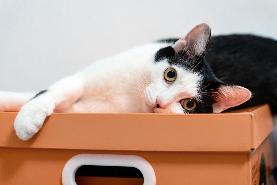 Black and white cat lying in a cardboard box