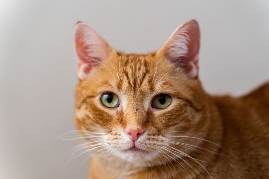 Orange tabby cat with green eyes facing the camera, both ears upright and pale pink inside