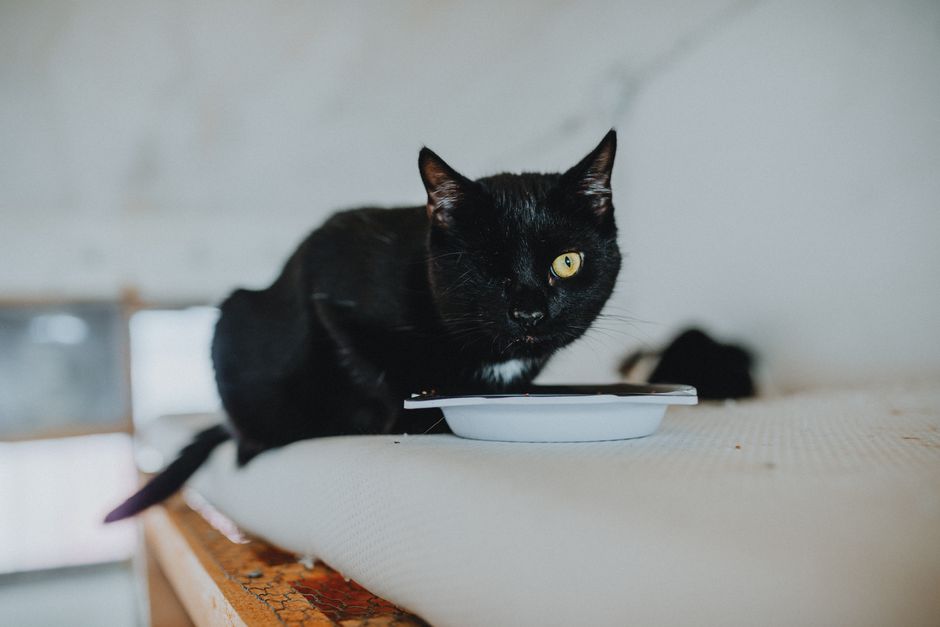 Black cat with yellow eyes sitting beside a shallow white dish on a cushion