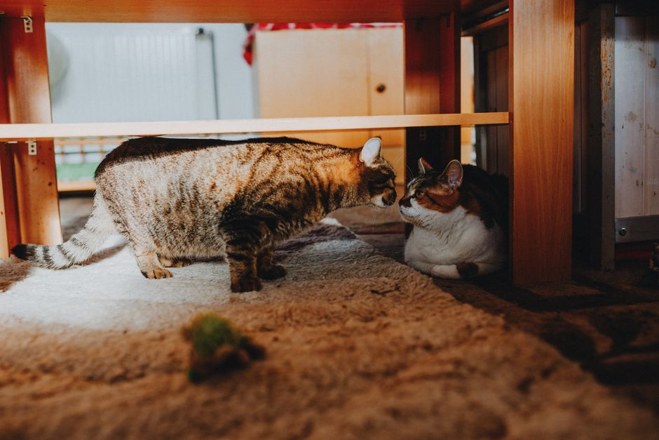 Tabby cat and white calico cat nose to nose under a wooden table on a shaggy beige rug