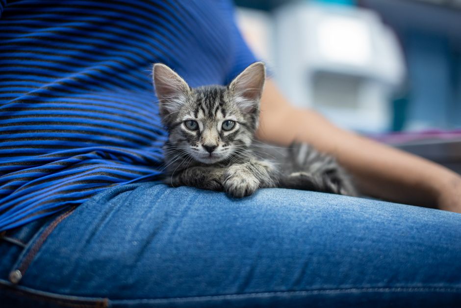 Silver tabby kitten lying across a person's lap, front paws resting on blue jeans