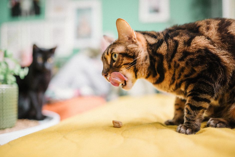 Brown spotted tabby cat licking its lips on a yellow blanket, a small snack in front of it and a black cat in the background