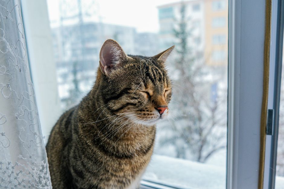 Brown tabby cat with its eyes closed, sitting indoors by a window with snowy trees and apartment buildings outside