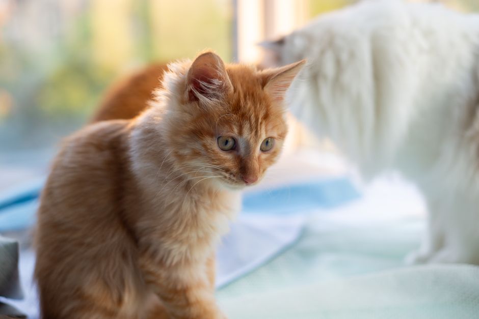Ginger tabby kitten sitting on a pale blue blanket by a sunny window, with a fluffy white cat standing just behind it