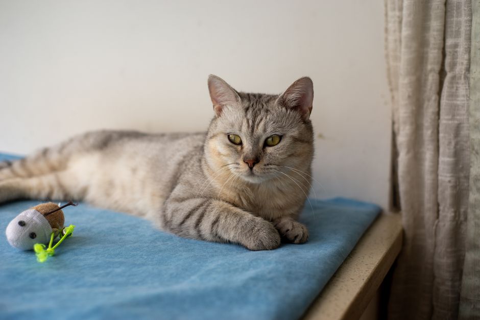 Silver tabby cat resting on a blue blanket by a window, a small toy mouse lying beside her