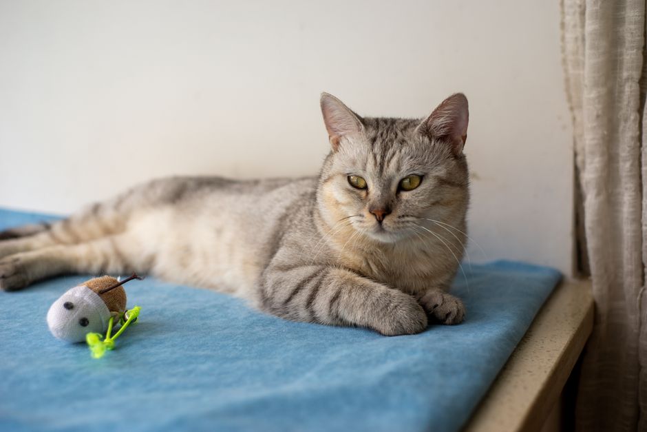 Silver tabby cat lying on a blue blanket with a small cloth toy near her front paws, looking at the camera