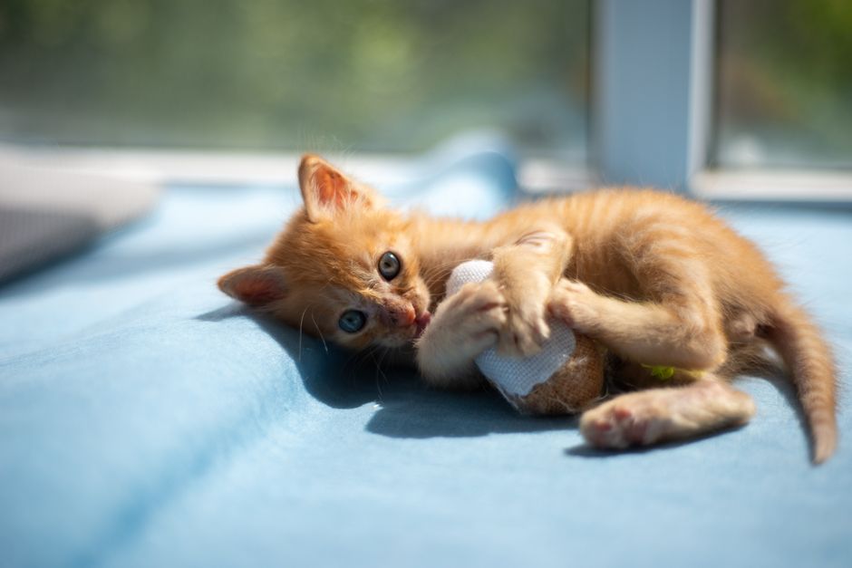 Orange tabby kitten lying on its side on a blue blanket, hugging a small toy with its front paws and biting it