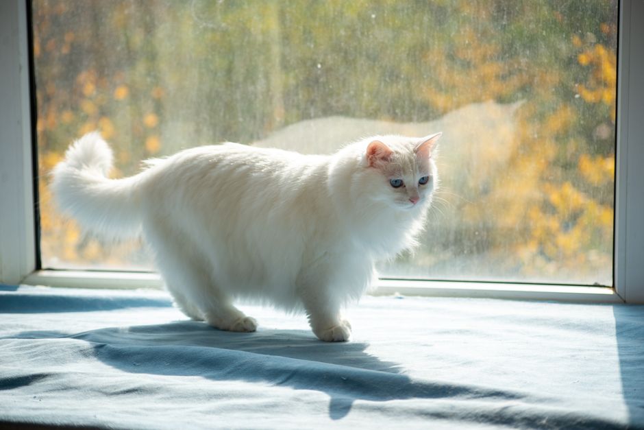 Fluffy white long-haired cat with blue eyes walking along a sunny windowsill, yellow autumn trees outside the glass