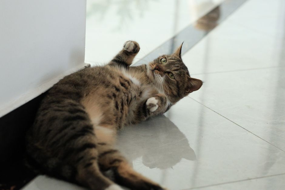 Tabby cat lying on her back on a white tiled floor, one front paw raised, looking at the camera