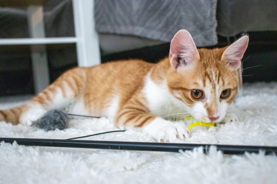 Ginger and white kitten crouched on a white shaggy rug, eyes on a small yellow toy, with a black wand pole and a grey fluffy toy beside it