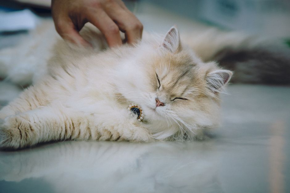 Fluffy Persian cat relaxing indoors while being petted