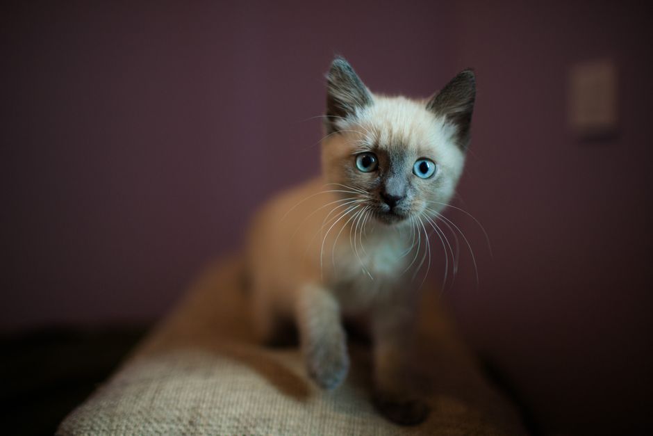 Seal-point Siamese kitten with bright blue eyes, indoors