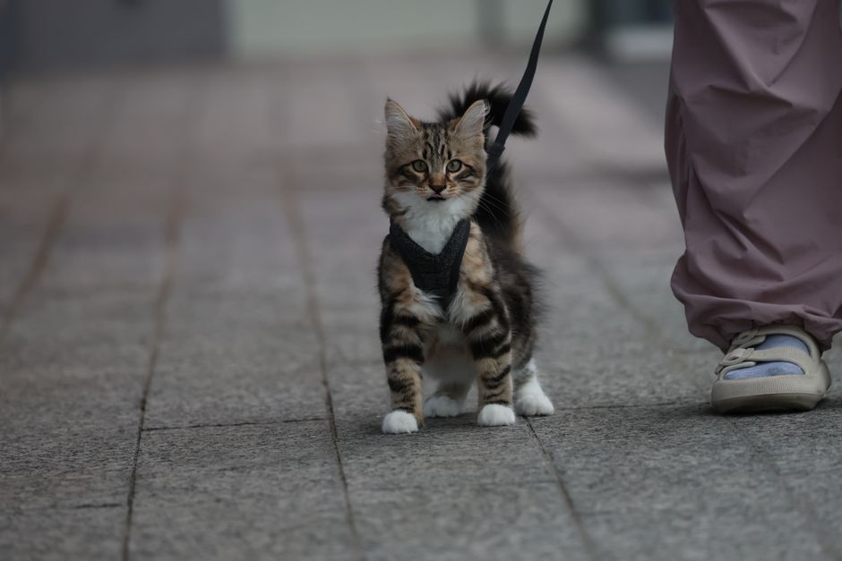 Tabby cat on a leash, walking outdoors beside a person's feet