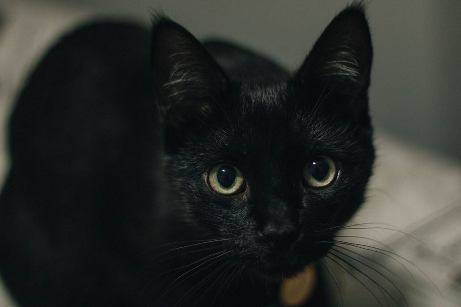 Young black cat with wide dark pupils and ears up, looking up at the camera indoors