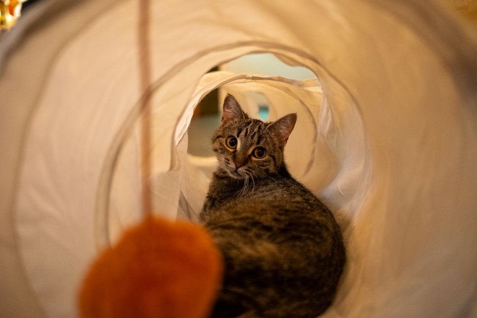 Tabby cat settled inside a white play tunnel, looking toward the camera, with an orange pom-pom toy hanging blurred in the foreground