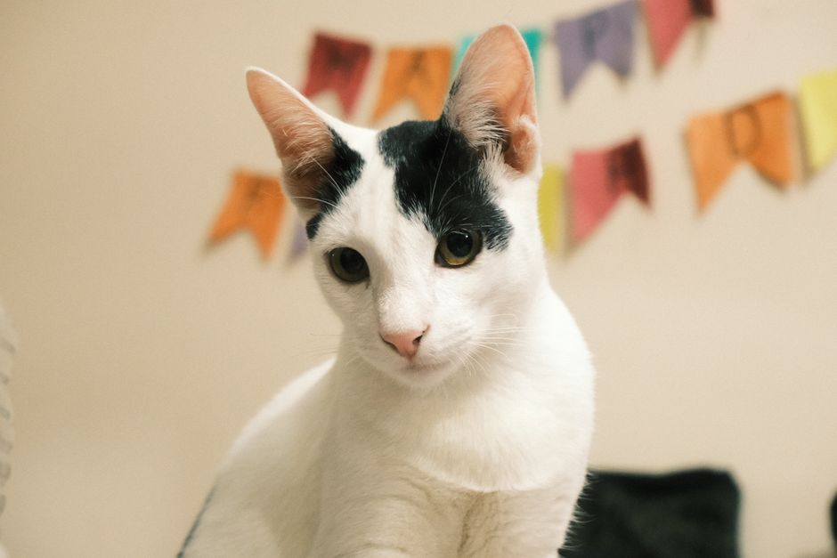 White cat with black patches on its head looking at the camera, a paper pennant banner on the wall behind it