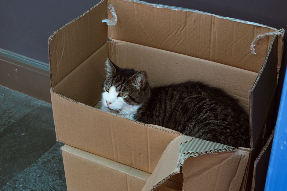 Tabby and white cat lying inside an open cardboard box that sits on top of another box