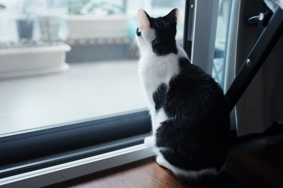 Black and white cat sitting on a wooden floor with its back to the camera, looking out a screened glass door at a gray day