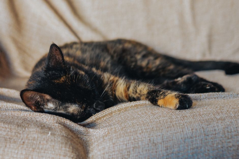 Tortoiseshell cat asleep on a beige woven fabric sofa, one orange-tipped paw stretched out