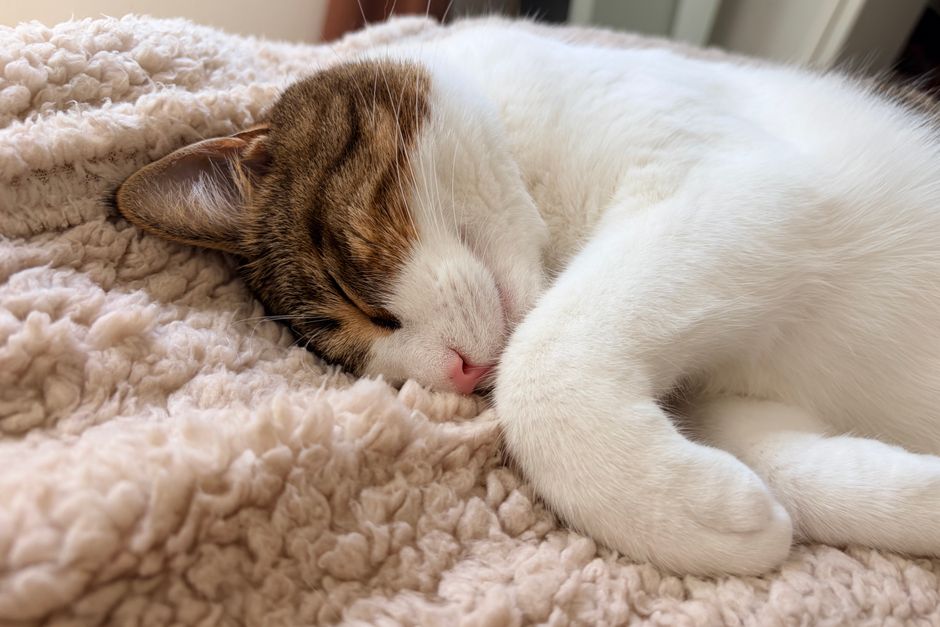 White cat with brown tabby patches on its head, asleep on a fluffy cream-colored blanket.