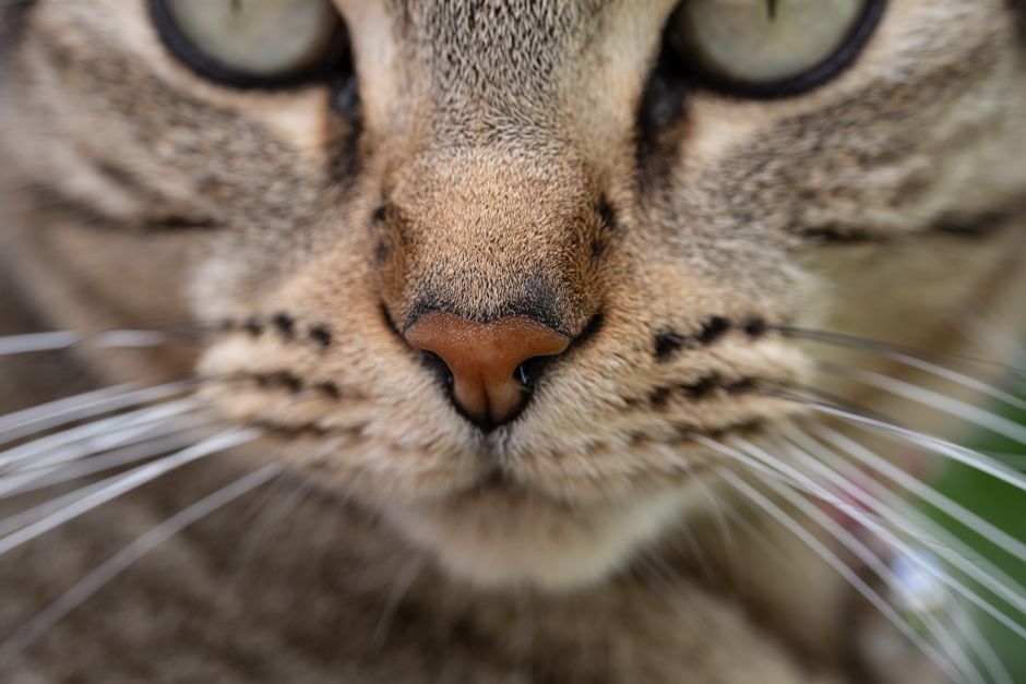Close-up of a tabby cat's face showing its nose and long whiskers
