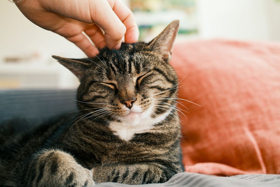 Brown tabby cat with a white chest lying on a bed with its eyes closed while a hand scratches the top of its head