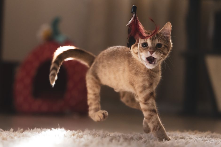 Tabby kitten mid-stride on a white shaggy rug, mouth open, with a red feather wand toy just above its head