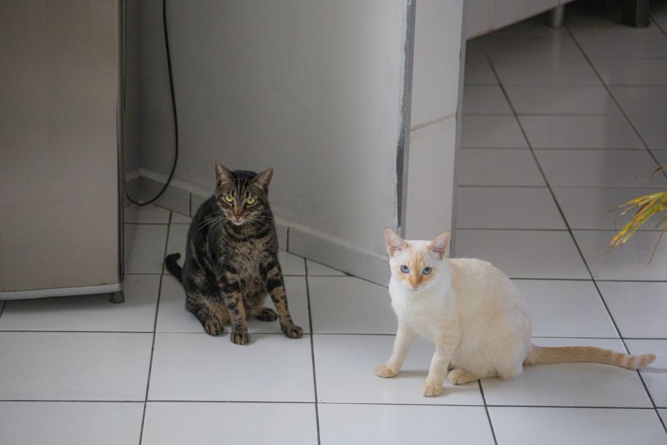 Brown tabby cat and a cream cat with blue eyes sitting a few feet apart on white kitchen tiles, both looking toward the camera