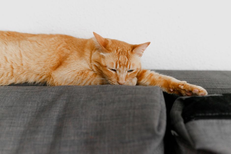 Orange tabby cat relaxing on a gray sofa indoors