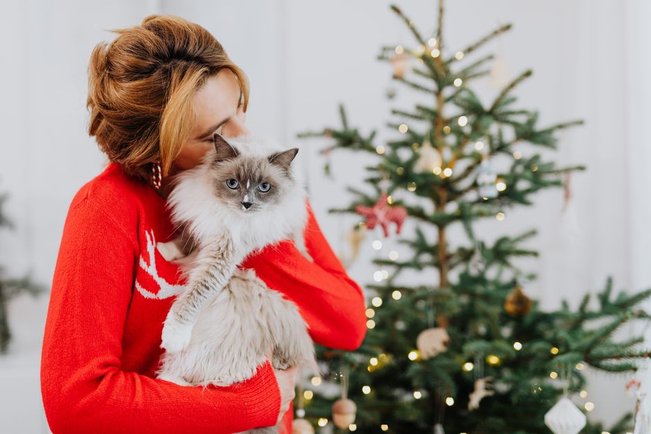 Woman in a red sweater with her eyes closed, face pressed to the head of a fluffy long-haired cat beside a lit Christmas tree