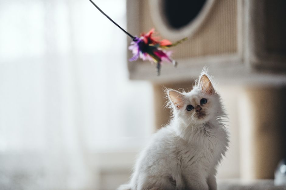 Fluffy white kitten with blue eyes looking up at a bunch of colorful feathers dangling from a wand toy