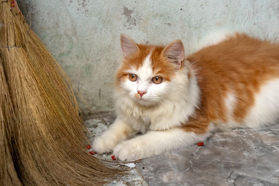 Orange-and-white long-haired cat lying beside a straw broom on a concrete floor