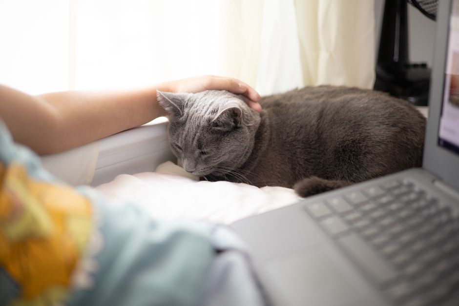 Gray cat lying by a bright window with its eyes half closed while a hand rests on its head, an open laptop in the foreground